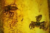 Two Detailed Fossil Spiders (Araneae) in Baltic Amber #128315-3